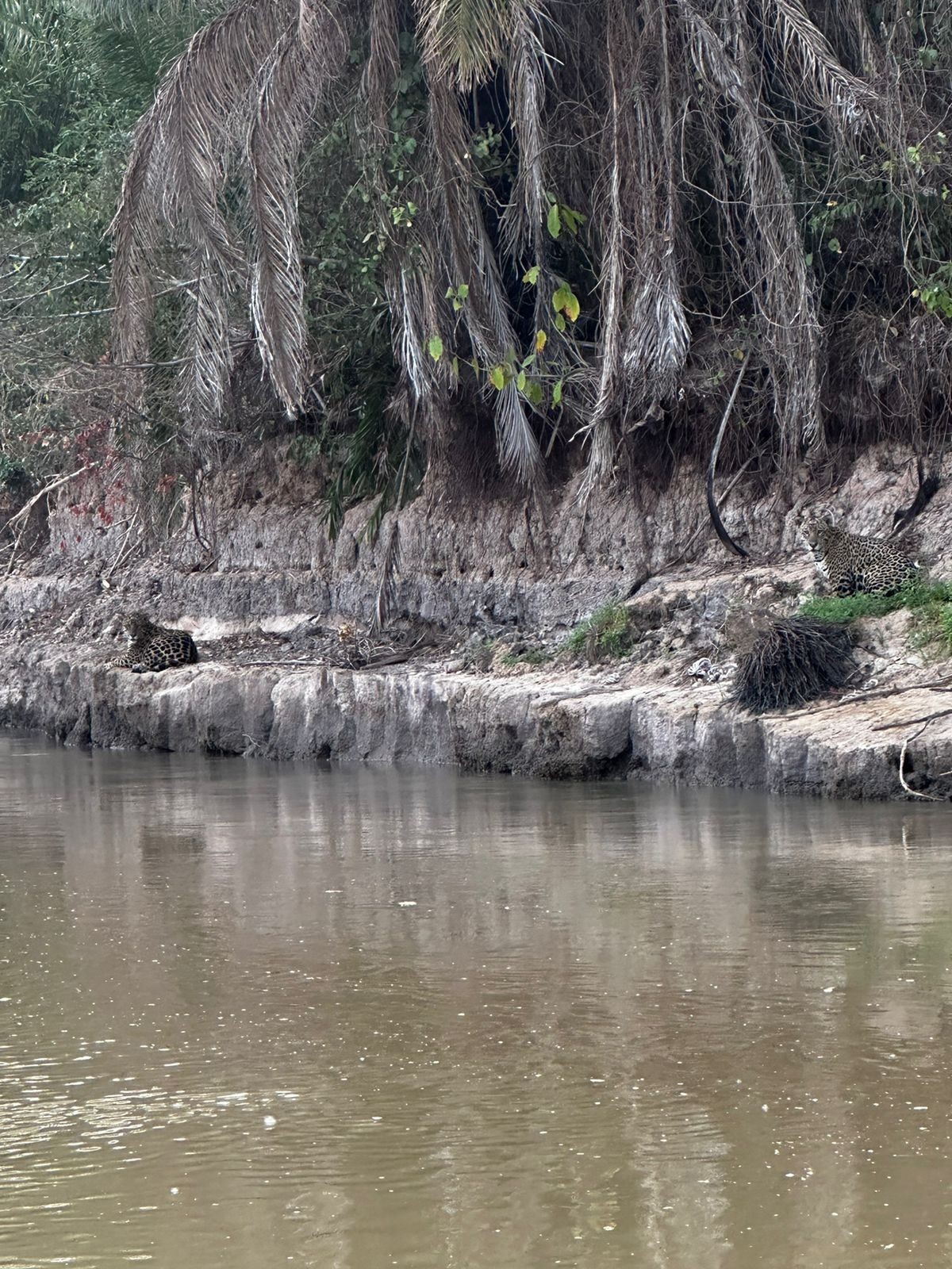 Pecuarista se encanta ao ver casal de onça descansado próximo a rio, no Pantanal: 'uma experiencia incrível'