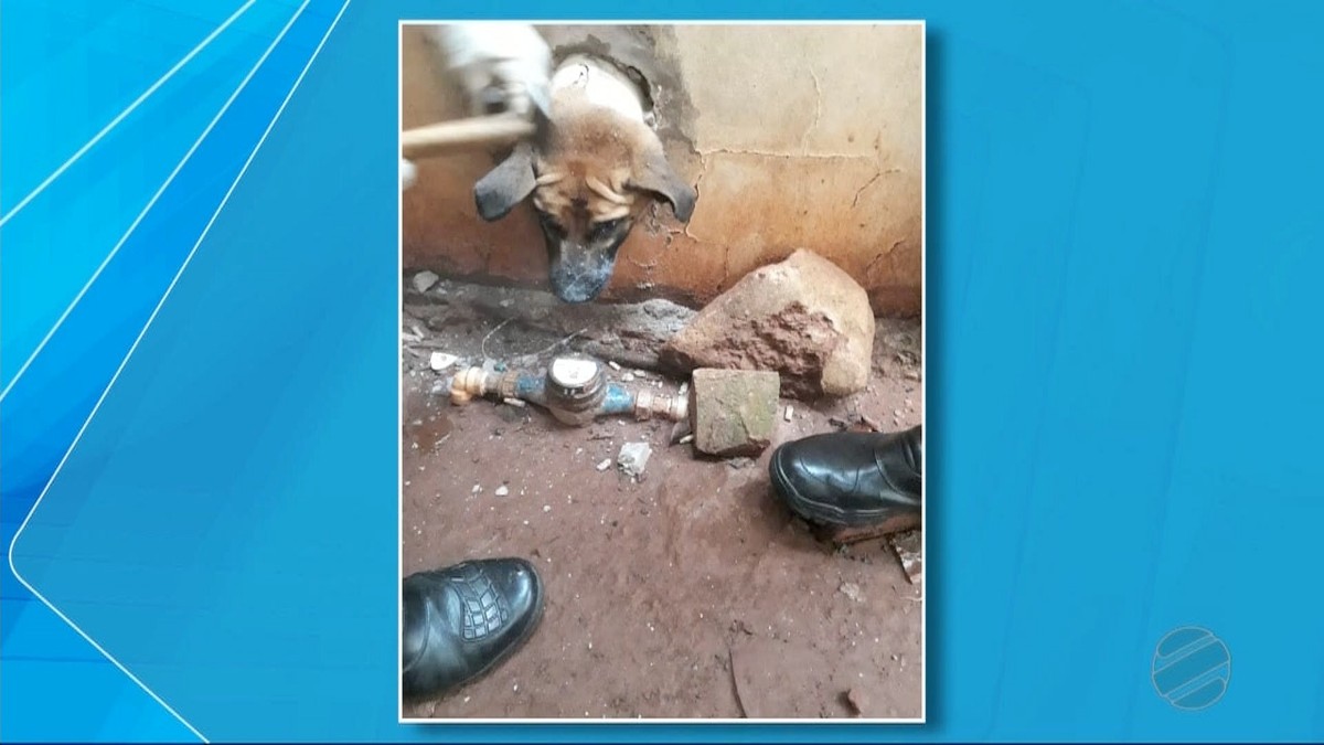 Bombeiros De Ms Resgatam Cão Que Ficou Com A Cabeça Presa Em Muro Mato Grosso Do Sul G1 8896