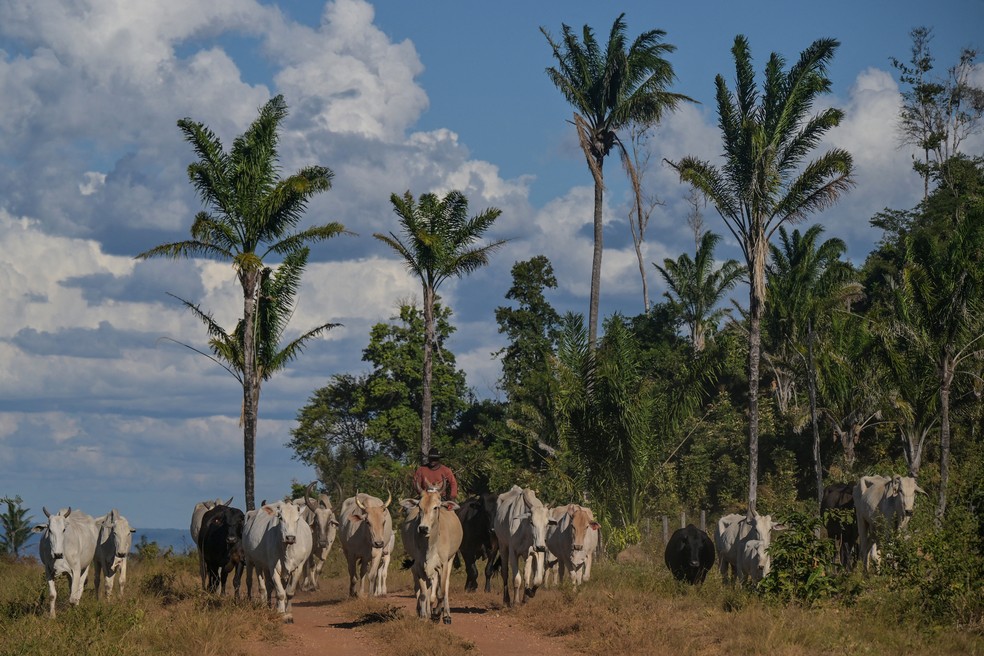 Gado em fazenda em São Félix do Xingu, no Pará; pecuária — Foto: NELSON ALMEIDA / AFP