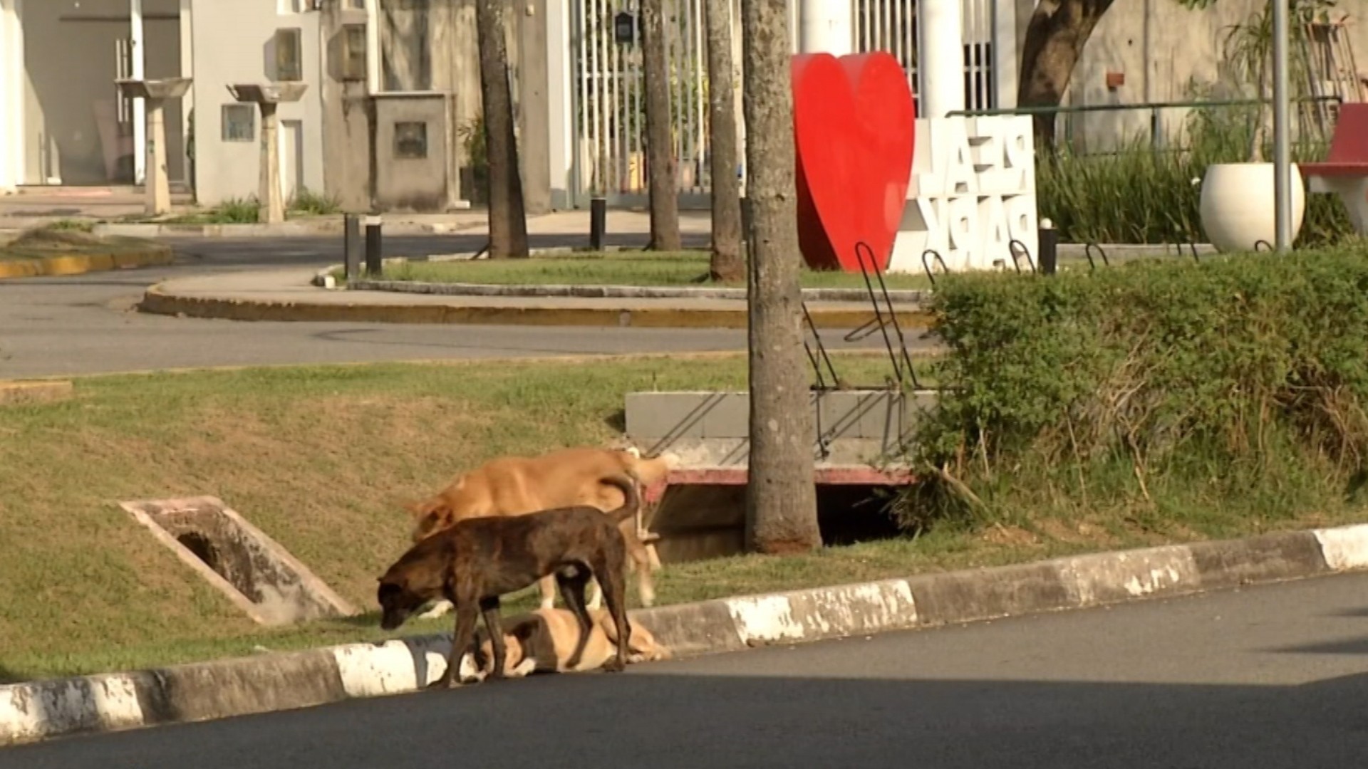 Ataque de cães deixa mulher ferida e gera medo em Jundiapeba, em Mogi das Cruzes