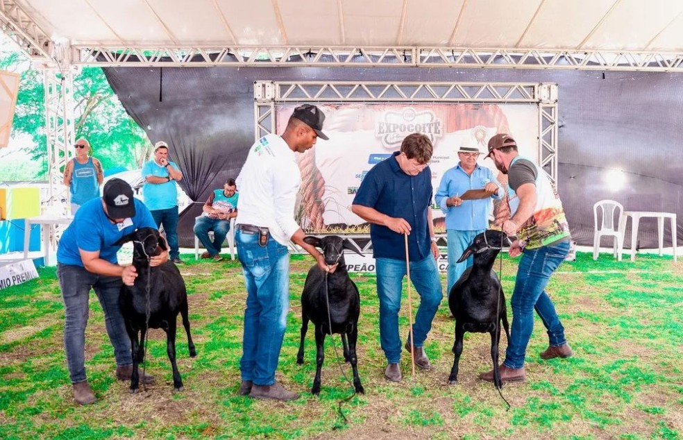 Evento é gratuito e acontece no Parque de Exposições Agnaldo Ramos Gomes — Foto: Divulgação/Prefeitura Municipal de Conceição do Coité
