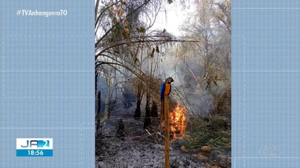 Arara é flagrada enquanto vegetação é queimada; veja