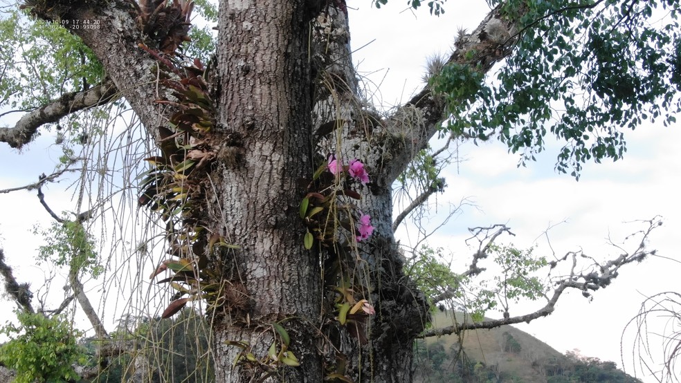 Orquídea da espécie Cattleya warneri está ameaçada de extinção — Foto: Reprodução/Monumento Natural Estadual Serra das Torres