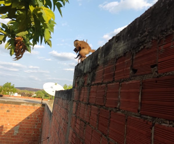 Macaco conhecido como Chico 'sequestra' filhotes de cães e gatos