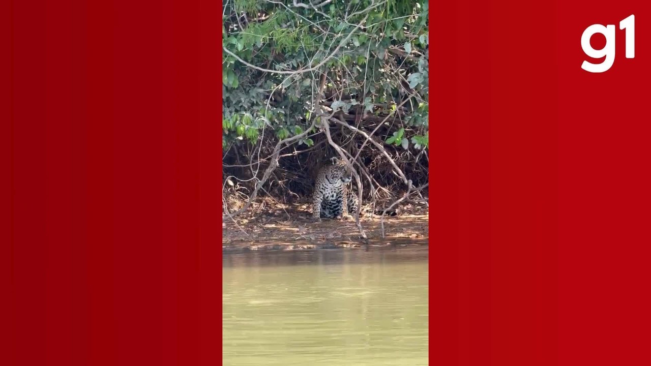Conheça Gisele, Bia e Rafa: as Onças do Pantanal de MT que Levam Nomes de Celebridades