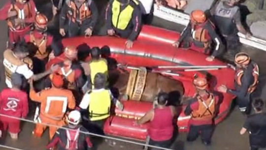 Animal foi sedado e colocado em bote; saiba como foi operação - Foto: (Reprodução/GloboNews)