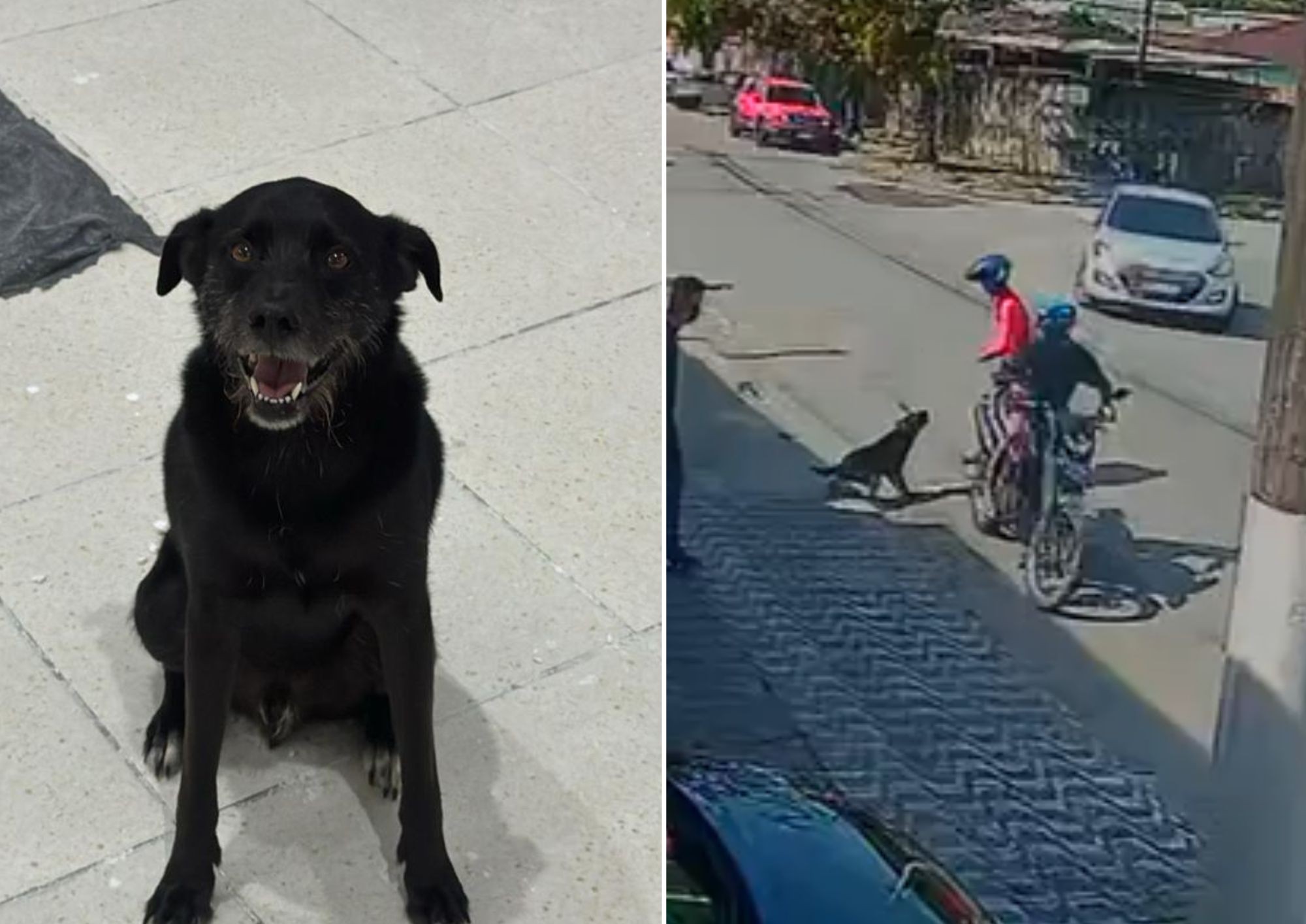 Cachorro reage a tentativa de assalto, espanta criminosos e é visto como herói; bandido atirou e arma falhou