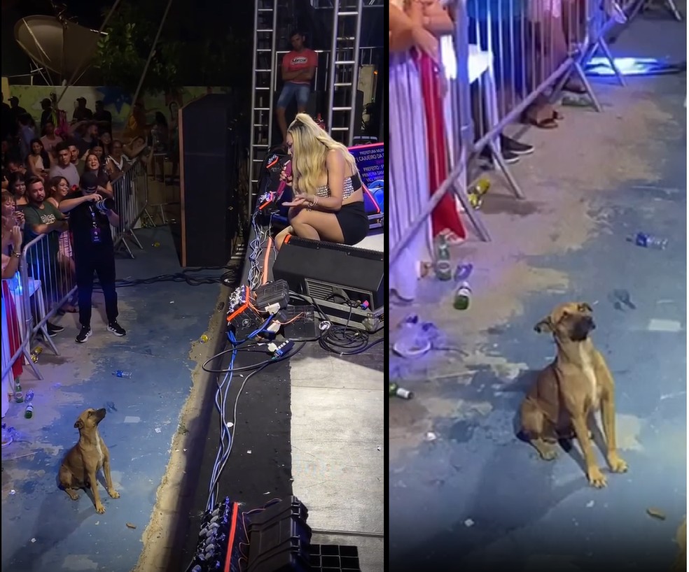 Vira-lata caramelo viraliza após ser flagrado 'curtindo show' em Cajueiro da Praia — Foto: Reprodução