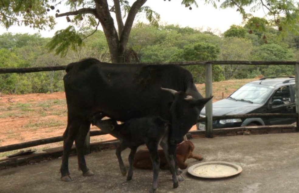 Vaca Negrinha e seus bezerros gêmeos  — Foto: Reprodução/TV Integração