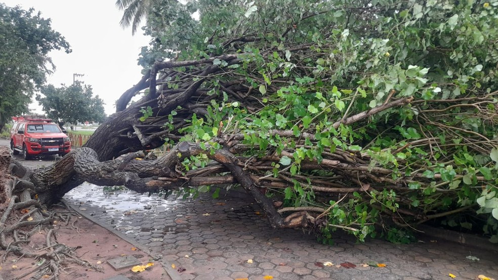 Árvore caída no bairro Parque dos Coqueiros, em Natal — Foto: Corpo de Bombeiros/Cedida