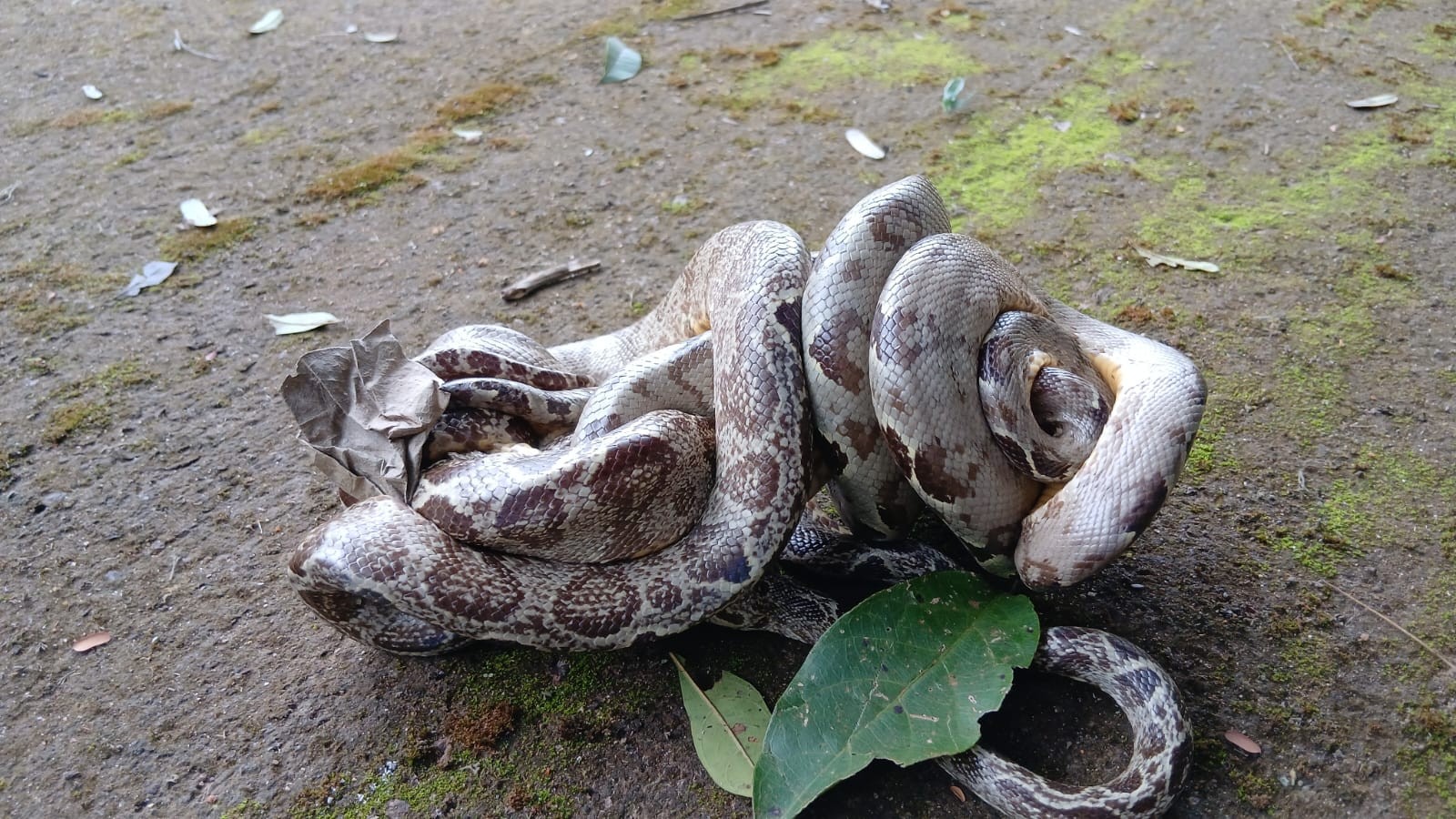 VÍDEO: cobras são flagradas 'abraçadas' durante acasalamento em universidade de Porto Velho