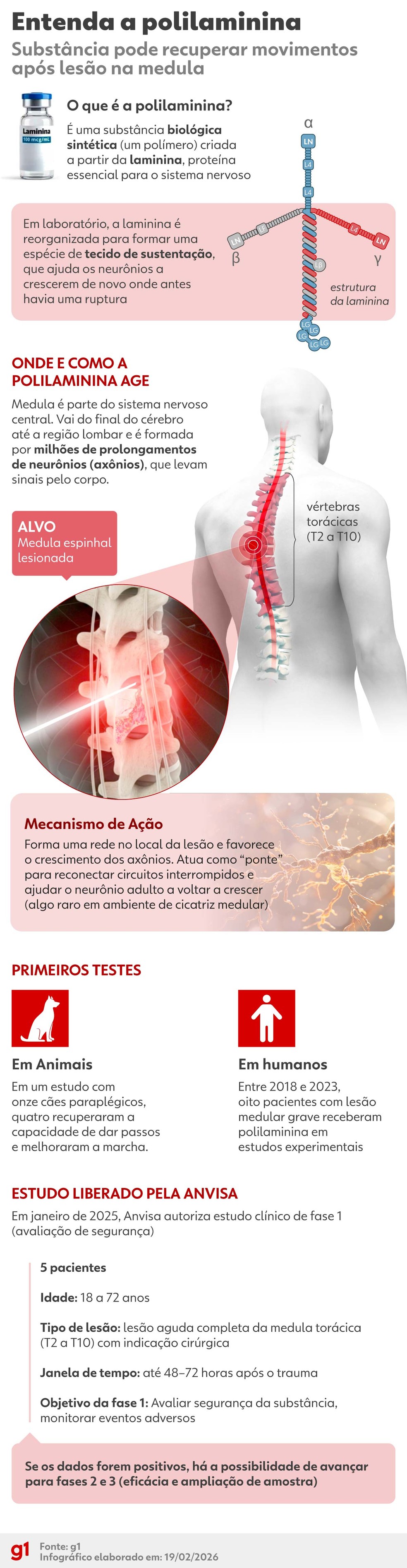 Entenda como funciona a polilaminina. — Foto: Arte/g1