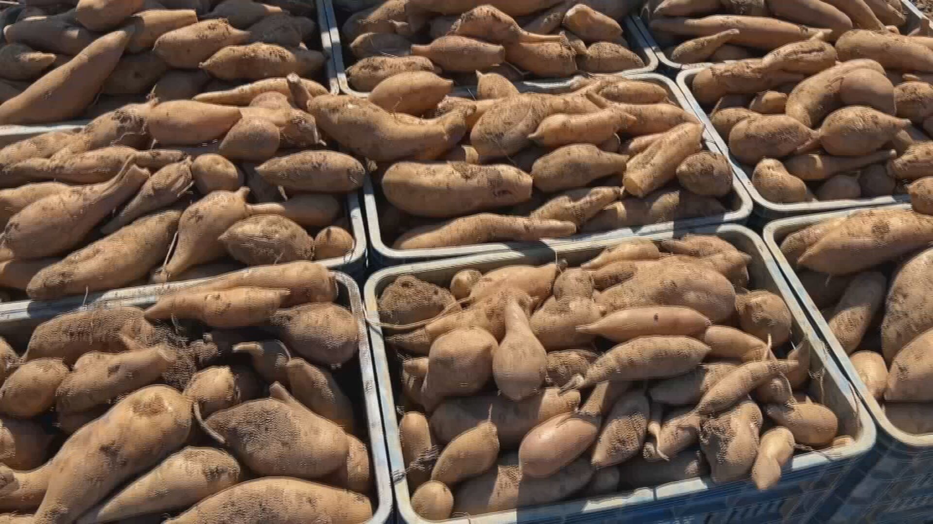 Batata yacon tem sabor doce e pode ser consumida crua