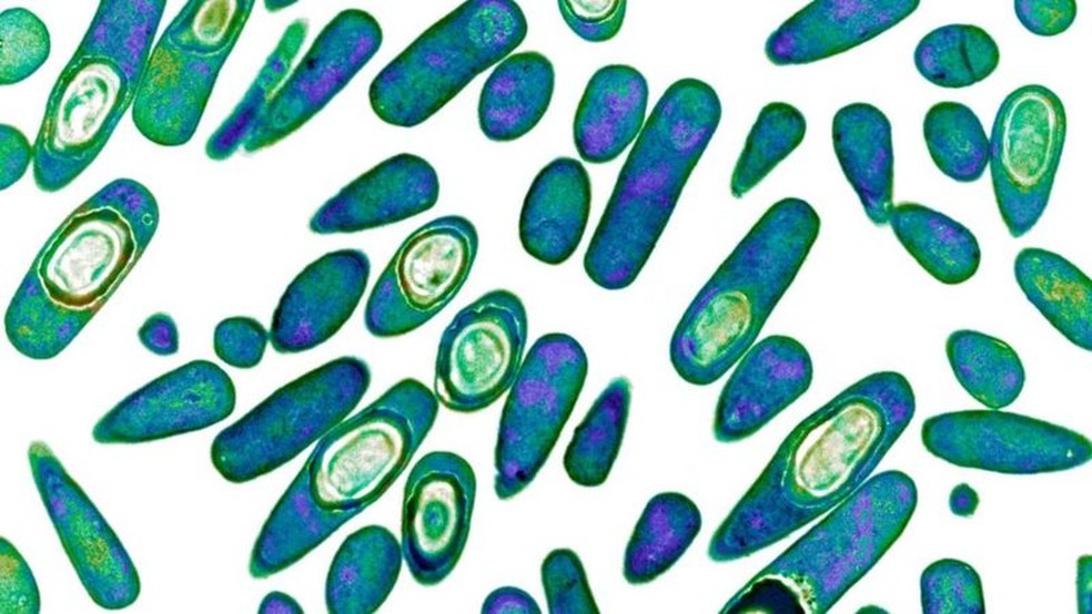 Resistência a antibióticos aumentou nos últimos anos. — Foto: Science Photo Library