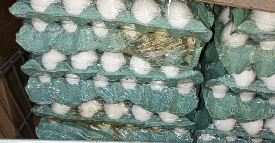 Mais de meia tonelada de carne e 27 mil ovos são apreendidos pela Vigilância Sanitária em Palmas