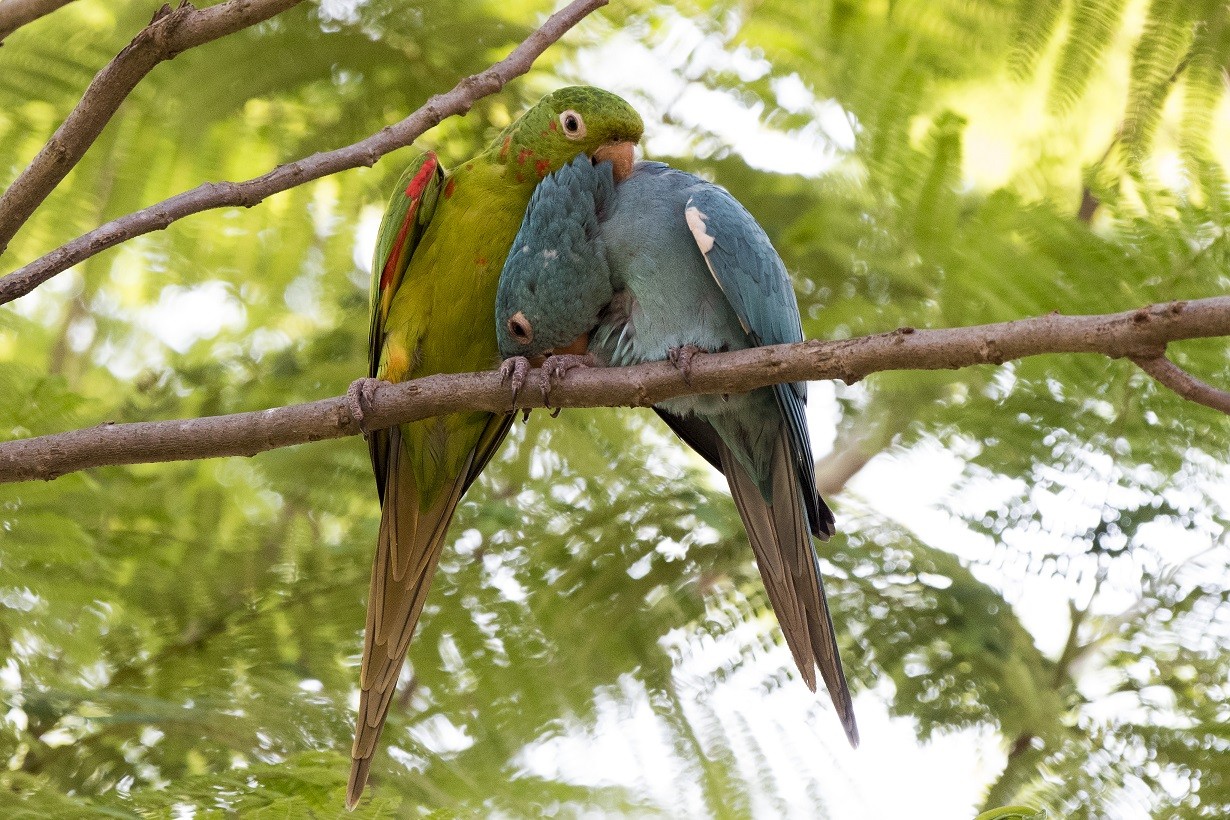 Indivíduo azul da tiriba-de-testa-vermelha chama a atenção no litoral paulista