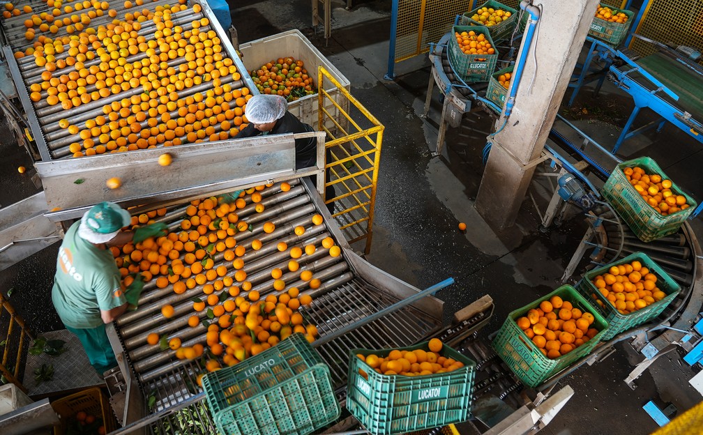 Funcionários trabalham na seleção de laranjas em packing house em Limeira (SP) — Foto: Fábio Tito/g1