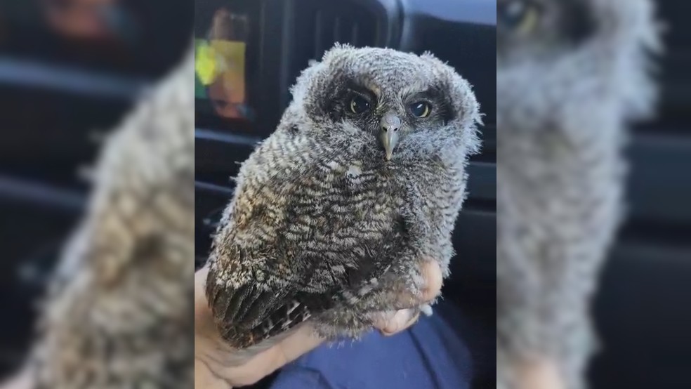 2 de 2
Coruja-buraqueira &eacute; resgatada pela Defesa Civil de Ja&uacute; em &aacute;rea abandonada &mdash; Foto: Defesa Civil/Reprodu&ccedil;&atilde;o