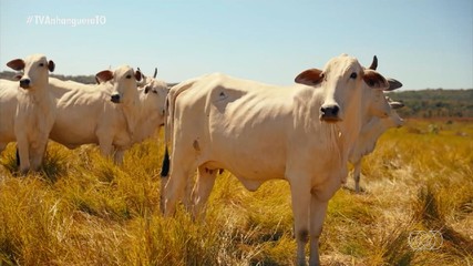 Rota da Pecuária chega à região sul do Tocantins