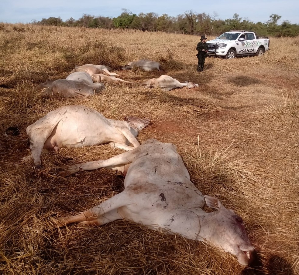 Idoso é multado por maus-tratos a bovinos e pastoreio irregular de gado em Dracena (SP) — Foto: Polícia Ambiental