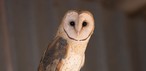 Ambar baykuşu (Tyto furcata)