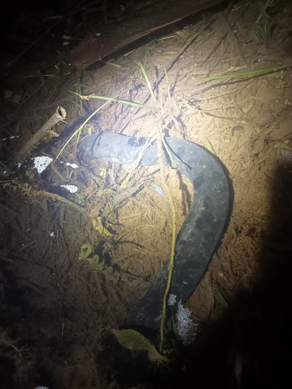 Espcie ocorre nas bacias Amaznica e do Prata  Foto: Arnaud Aury/iNaturalist