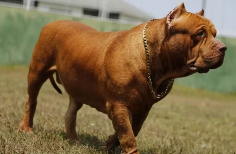 Cão pit monster foge e ataca 3 pessoas; PM usa arma de choque para