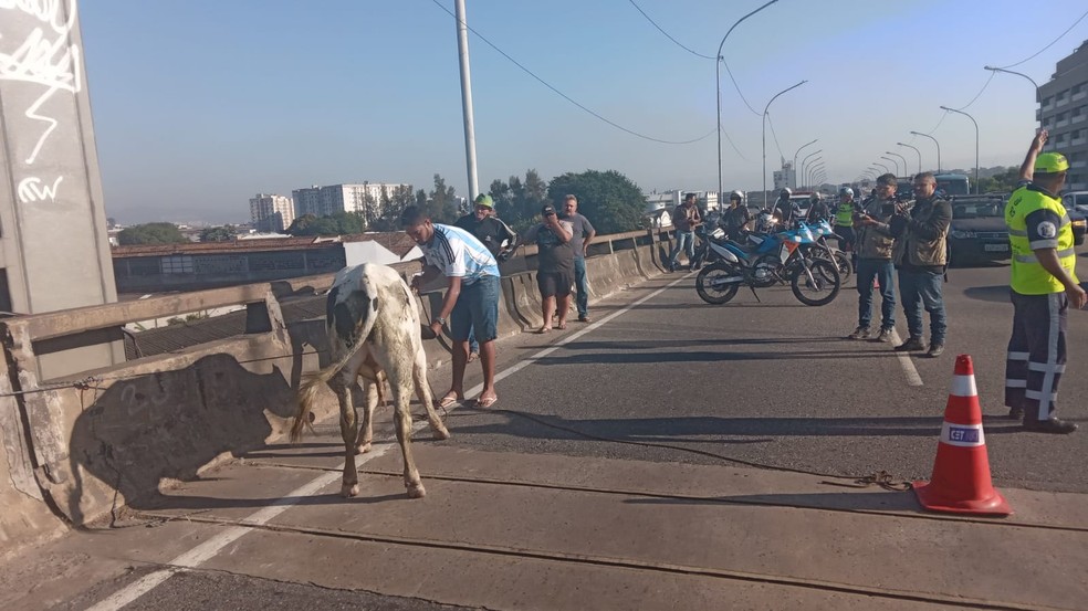 Bezerro foi amarrado à mureta para evitar acidentes  — Foto: Reprodução/TV Globo 