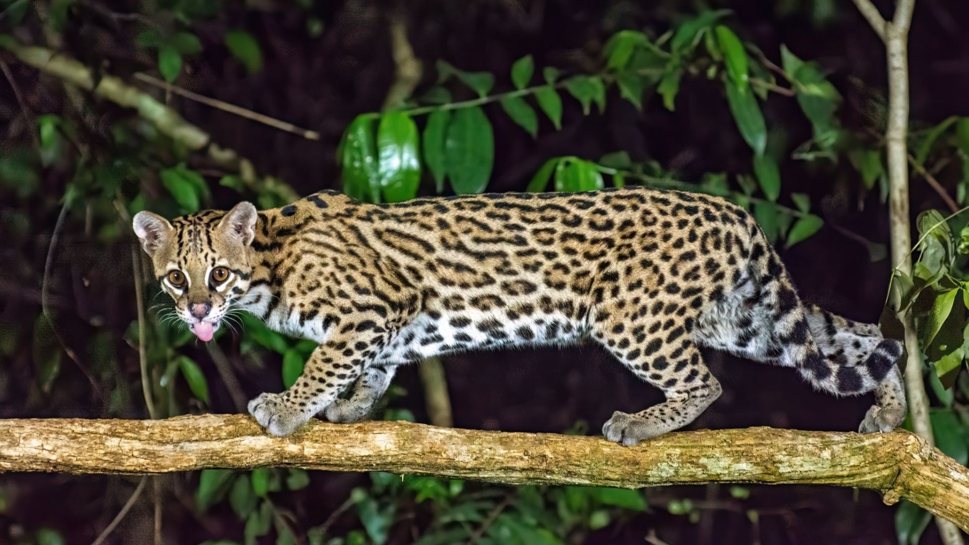 Além do desmatamento: doenças também preocupam na conservação dos felinos brasileiros