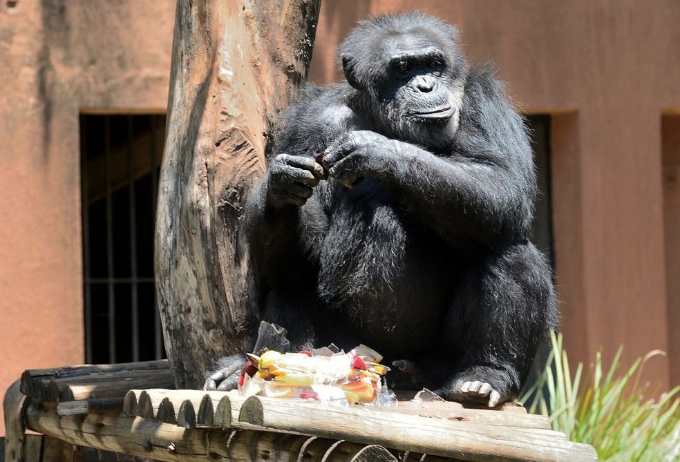 Macaco com pelos brancos chama atenção no Jardim Botânico de Jundiaí, Sorocaba e Jundiaí