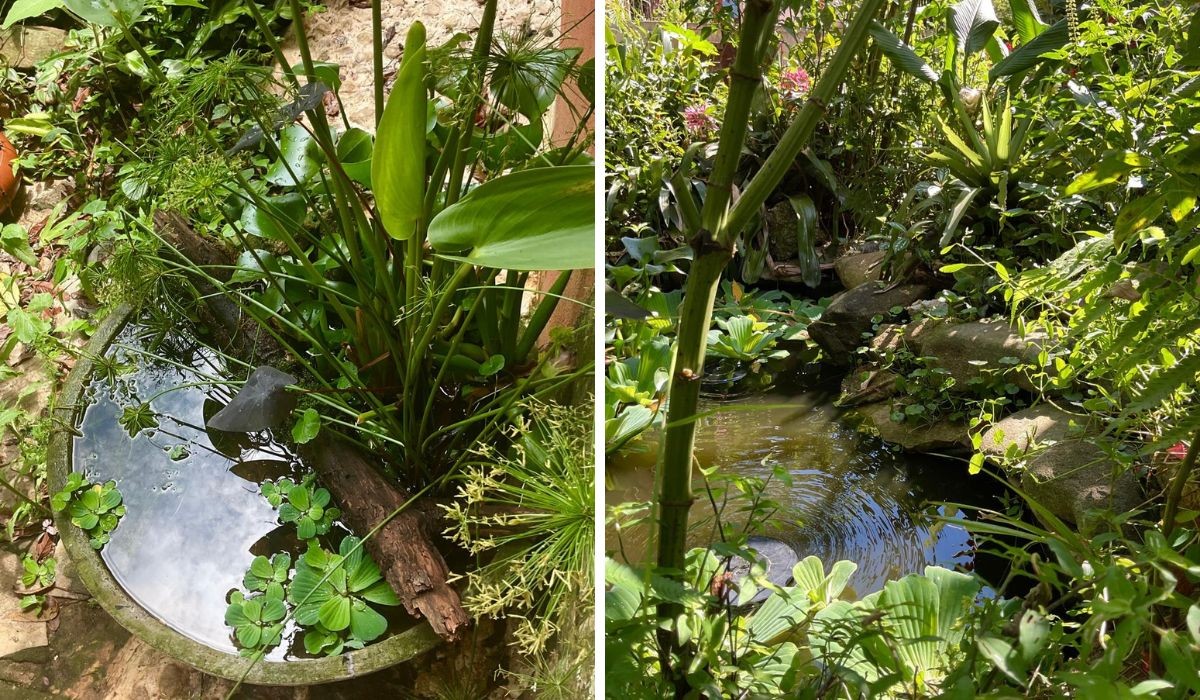 Lagos biodiversos viram terapia dentro de casa e até em apartamentos; veja como