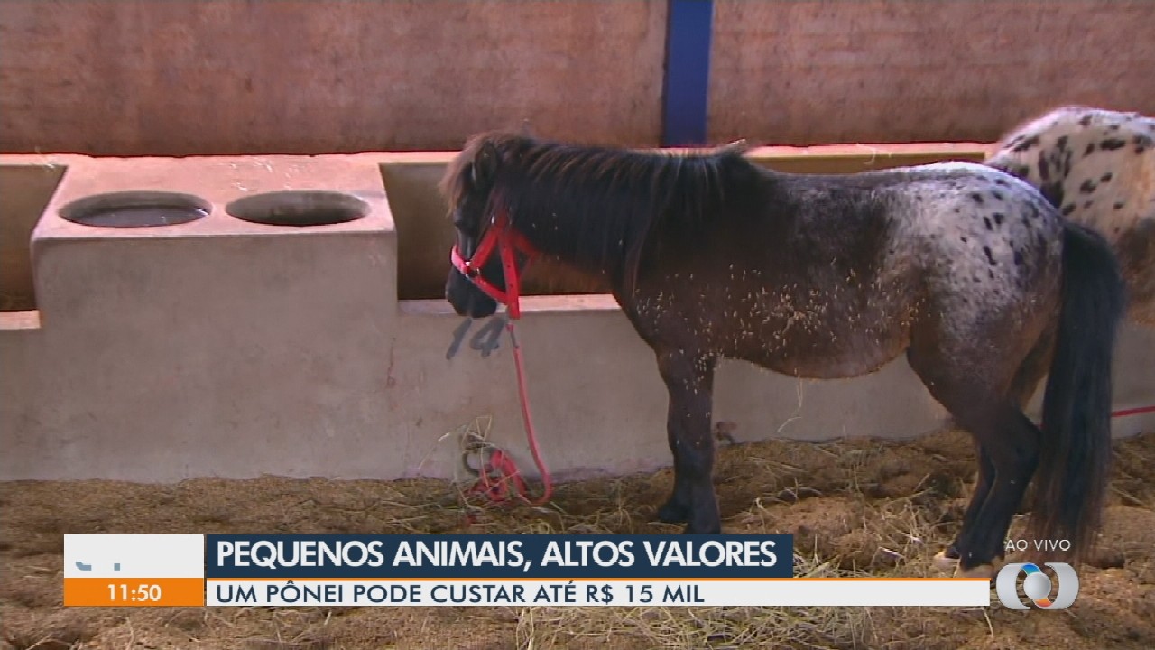 VÍDEOS: Jornal Anhanguera 1ª Edição Regiões de sexta-feira, 6 de junho de 2025