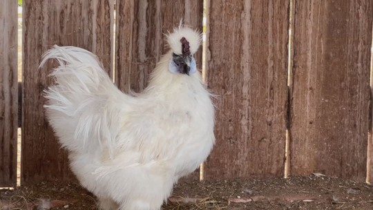 Galinhas exóticas atingem alto valor em pequenos criatórios - Raças como o índio gigante e a sedosa do Japão têm atraído criadores e investidores. Ovos chegam a custar R$ 300 a dúzia e aves são vendidas para todo o país.
