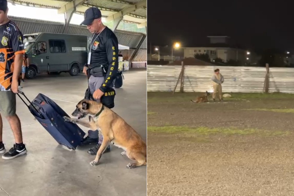 Kira e seu condutor, cabo José Roberto Vesco, conquistaram 1º lugar na prova considerada "a mais complexa" — Foto: Reprodução/8º Baep