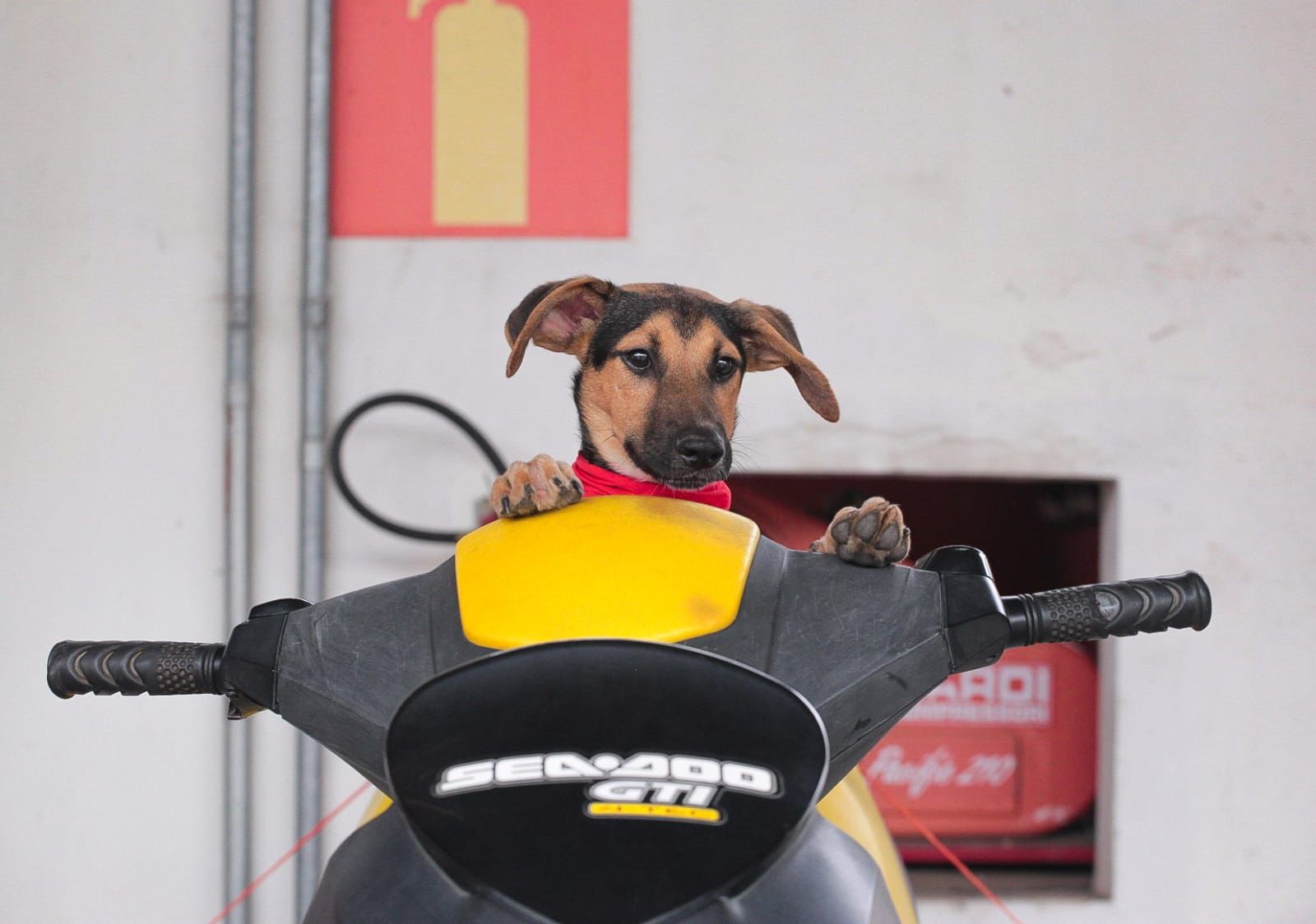 FOTOS: Cães se 'transformam' em bombeiros militares para campanha de adoção de animais em Juiz de Fora