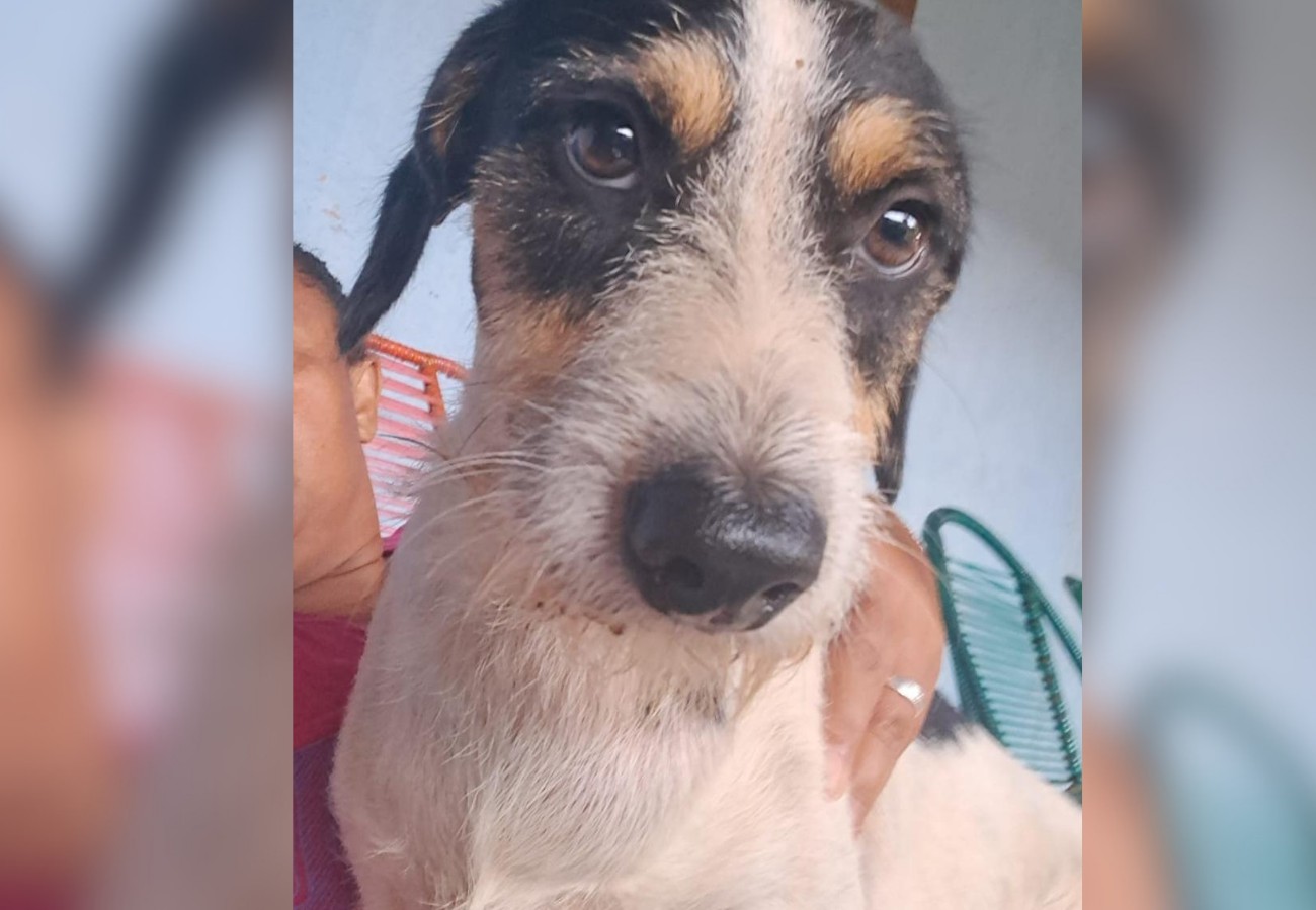 Pitbulls atacam e matam cachorro que fazia companhia para idosa em Palmas; VÍDEO