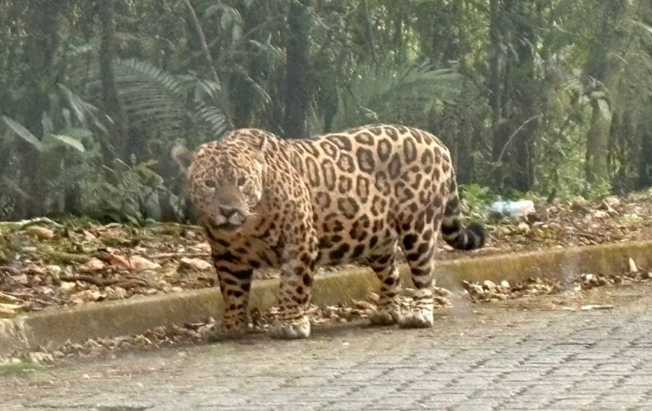 VÍDEO: motorista é surpreendido ao flagrar onça-pintada 'passeando' em estrada de São Miguel Arcanjo