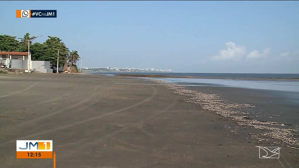 Sardinhas mortas na praia — Foto: Reprodução/TV Mirante