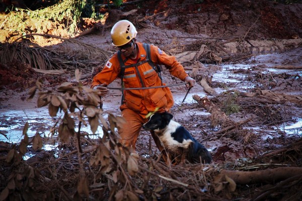 VÍDEO: Bombeiro que trabalhou em Brumadinho mostra resgate emocionante de  cão