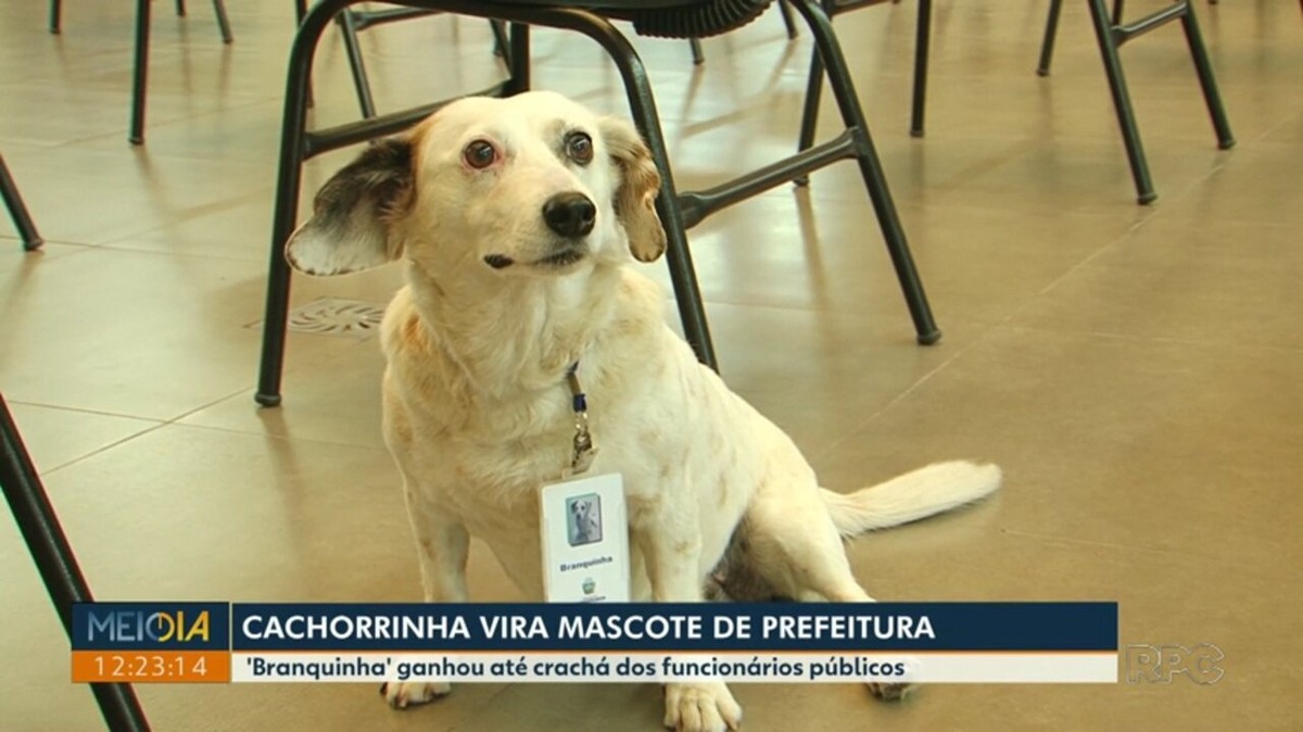 'Ausessora': Cachorrinha que mora em casa em frente à prefeitura municipal ganha crachá de 'funcionária pública' 