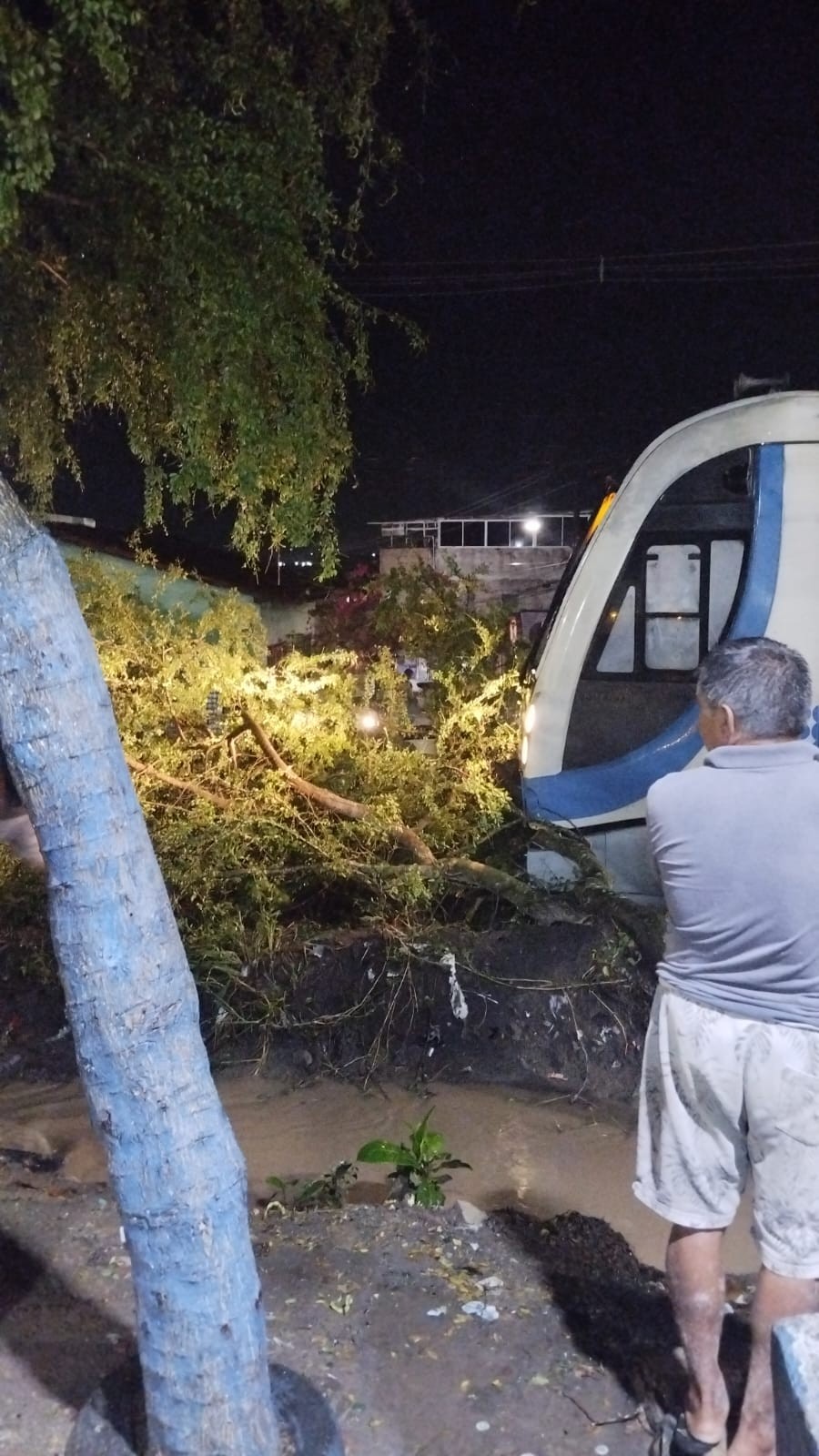 Árvore cai sobre trilhos e impede passagem de trem, em Santa Rita, na Paraíba