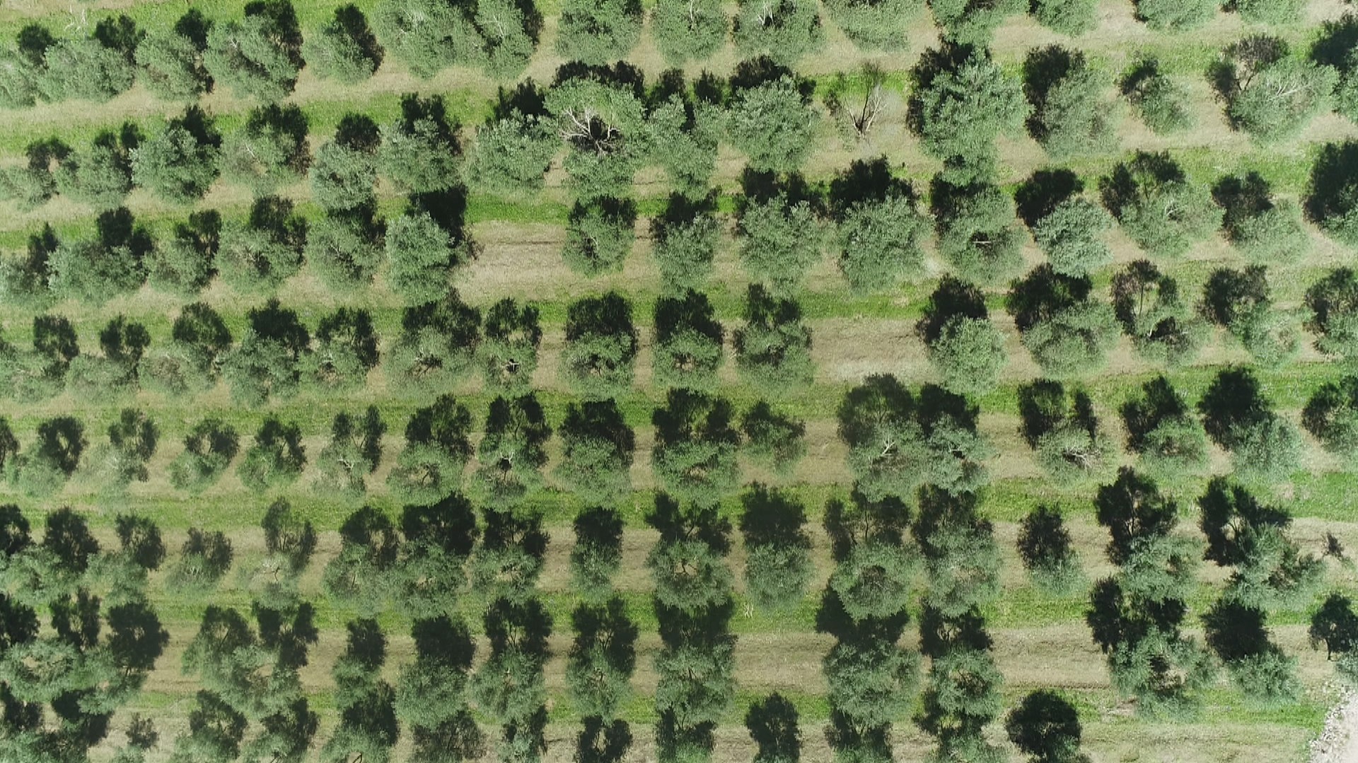 Azeite de oliva: entenda por que RS lidera produção nacional e transforma cultivo em potência econômica