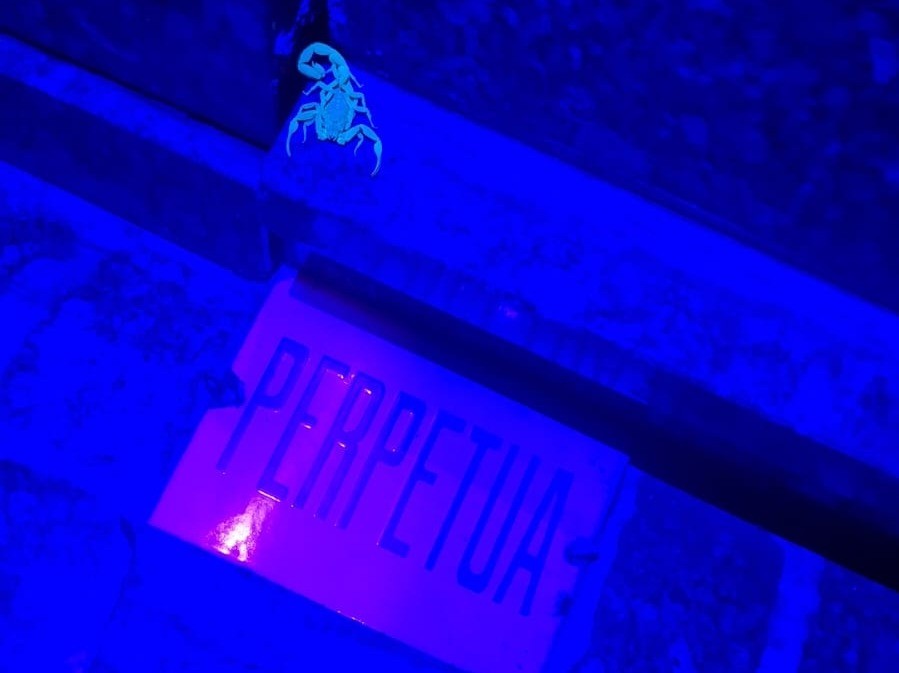 Centro de Controle de Zoonoses de Tupã reforça papel no combate ao escorpionismo