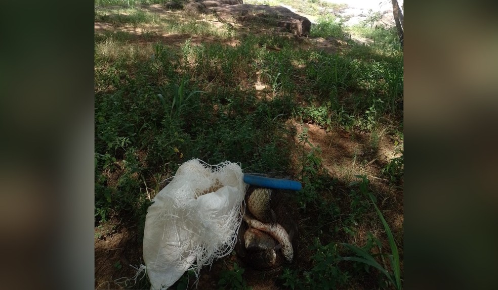 Polícia Ambiental doa 52 kg de peixes apreendidos em cachoeira para a Casa dos Velhos de Dracena (SP) — Foto: Policia Militar Ambiental/Divulgação