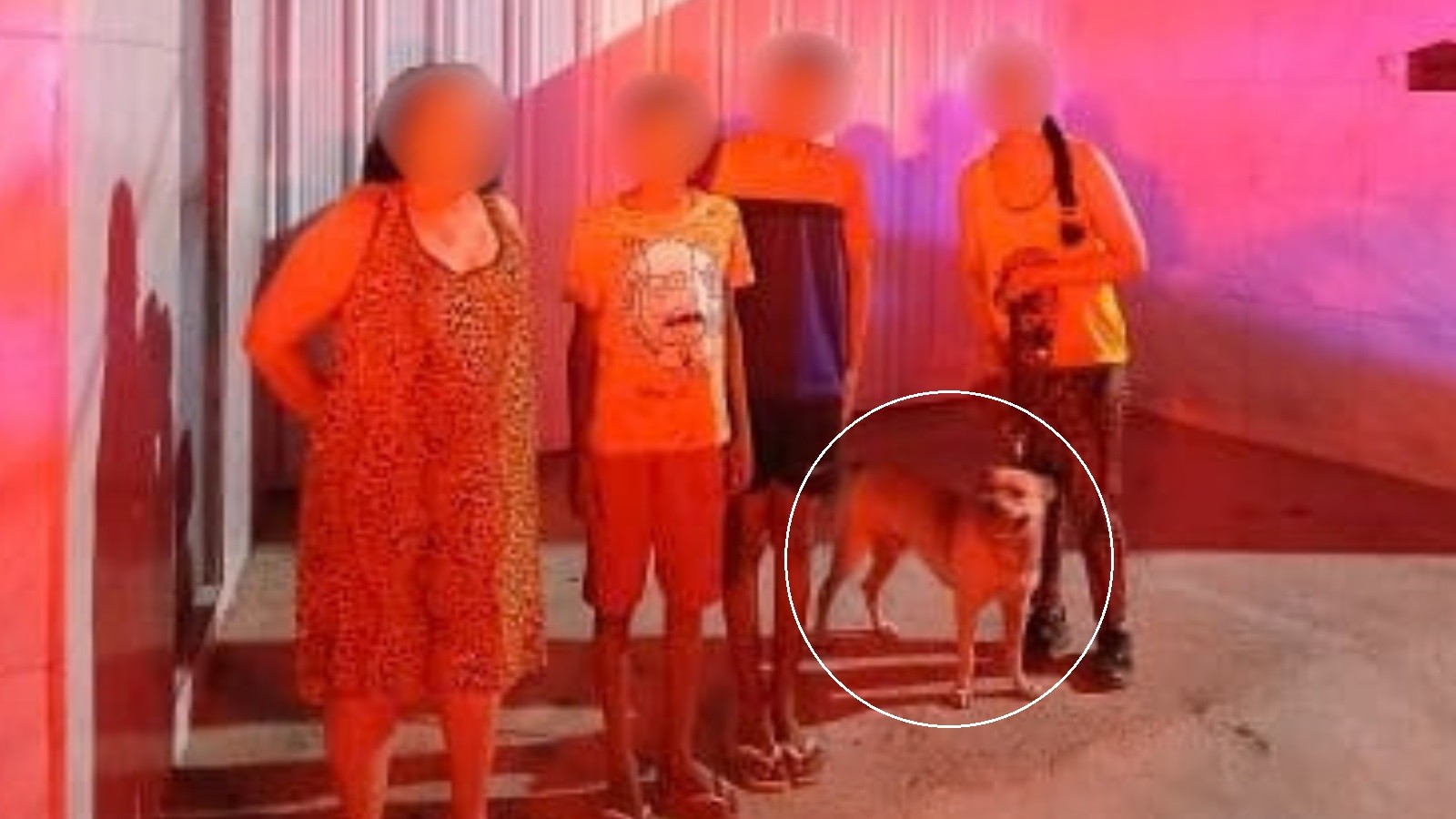 Latidos de cão de estimação ajudam bombeiros a localizar irmãos perdidos em mata no Ceará