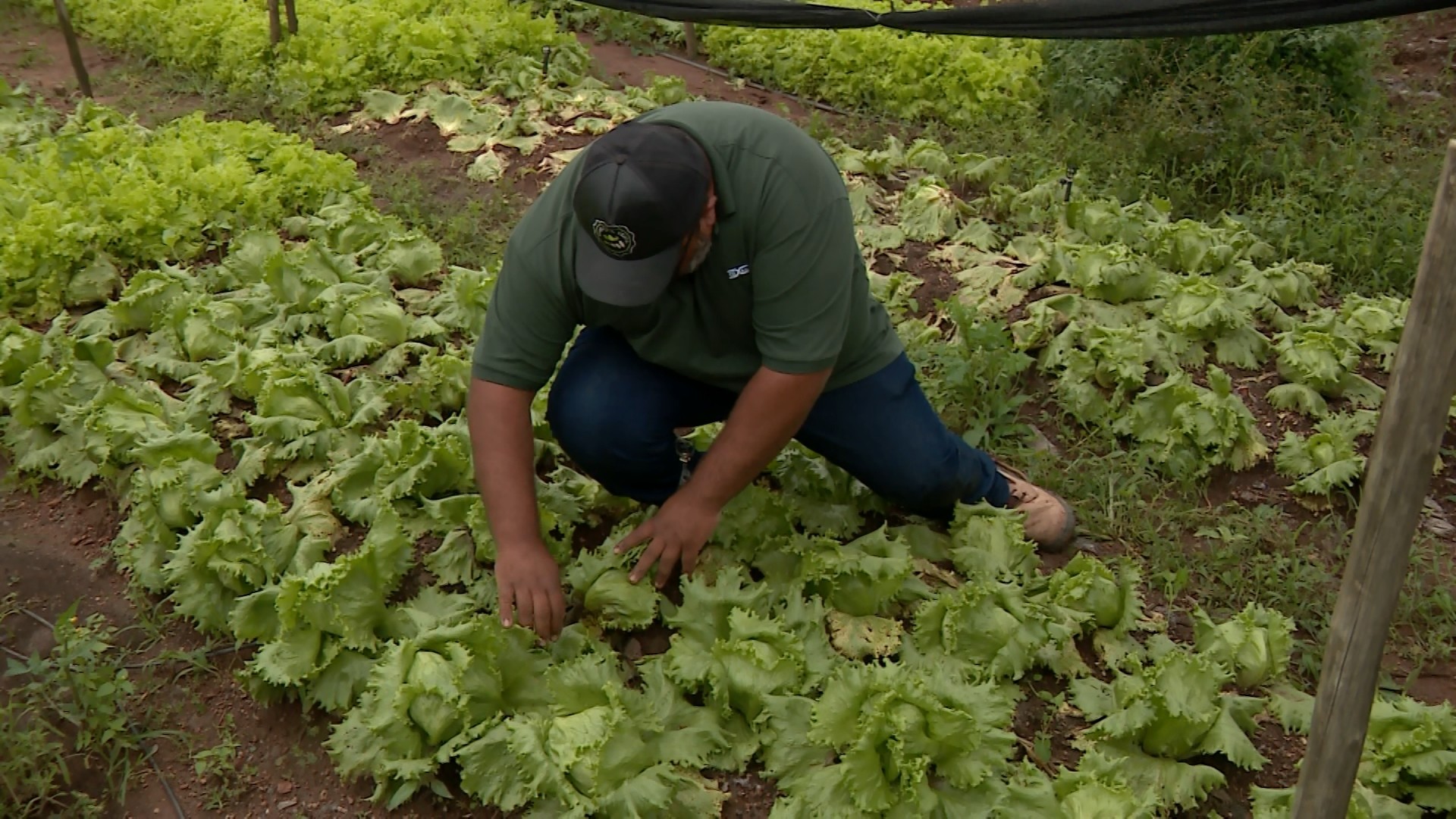 Chuvas atípicas destroem hortaliças e causam prejuízo a produtores na região de Campinas