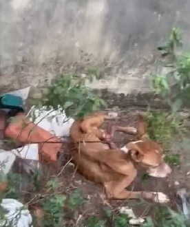 Personal trainer é denunciada por maus-tratos contra cadela da raça pitbull, em Paragominas