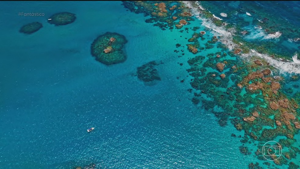 Corais brasileiros em risco: como aquecimento global ameaça ecossistemas marinhos — Foto: Fantástico/ Reprodução