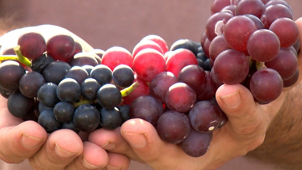 Três tipos de uvas são produzidos em meio ao calor e aos cafezais em Jaguaré, no Norte do Espírito Santo — Foto: Douglas Abreu