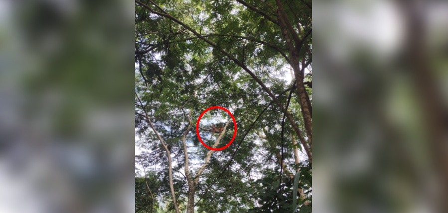 Onça é flagrada 'descansando' em cima de árvore em Catanduva